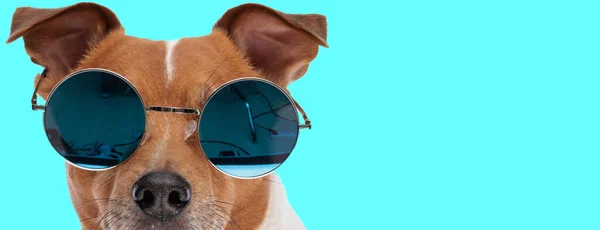 Bild Der Schönen Jack Russell Terrier Hund Trägt Coole Sonnenbrille — Stockfoto
