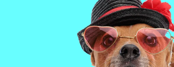 在以动物为主题的摄影中 可爱的杰克 罗斯塞尔犬头戴心形太阳镜 头戴帽子的照片 — 图库照片