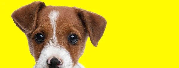 Imagem Cão Adorável Jack Russell Terrier Olhando Para Câmera Uma — Fotografia de Stock
