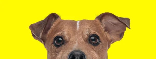 Zdjęcie Małego Jacka Russella Terier Pies Uczucie Nieśmiałości Zwierząt Tematyce — Zdjęcie stockowe