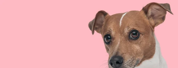 Kép Aranyos Jack Russell Terrier Kutya Néz Kamera Egy Állat — Stock Fotó