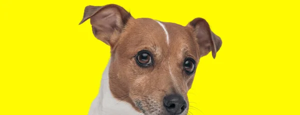 Bild Des Süßen Jack Russell Terrier Hundes Der Sich Einem — Stockfoto