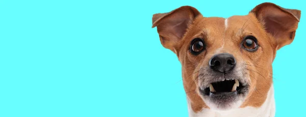 Jack Russell Terrier Hayvan Temalı Bir Fotoğraf Çekiminde Kameraya Havlayan — Stok fotoğraf