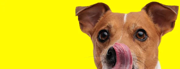 Gyönyörű Jack Russell Terrier Kutya Képe Amint Orrát Nyalogatja Egy — Stock Fotó