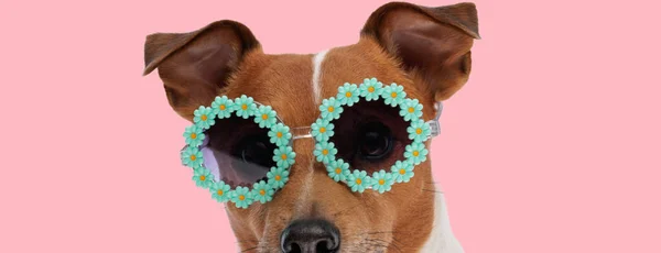 Foto Gato Dulce Russell Terrier Perro Con Gafas Sol Flores —  Fotos de Stock