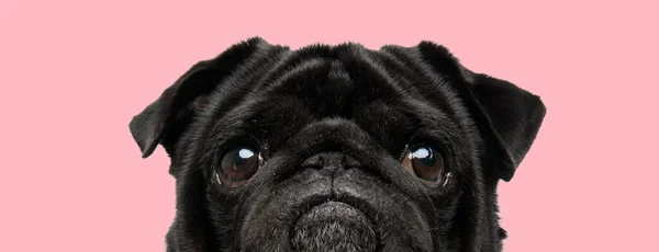 Picture Sweet Pug Dog Making Puppy Eyes Animal Themed Photo — Stock Photo, Image