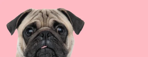 Picture Little Pug Dog Looking Camera Scared Tongue Out Animal — Stock Photo, Image