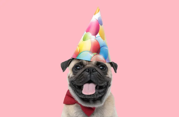 Zdjęcie Uroczego Psa Mopsa Noszącego Urodzinowy Kapelusz Wystający Język Zwierzęcej — Zdjęcie stockowe