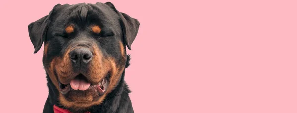 Foto Hermoso Perro Rottweiler Sobresaliendo Lengua Burlándose Una Sesión Fotos —  Fotos de Stock