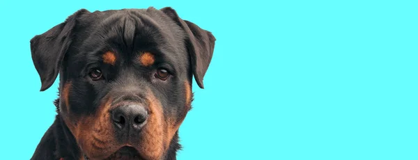 Изображение Милой Ротвейлерской Собаки Делающей Мрачное Лицо Фотосессии Стиле Животных — стоковое фото