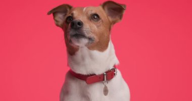 Küçük Jack Russell Terrier köpeği kırmızı arka planda tasma takmış, görünüşüyle bir şeyi takip ediyor.