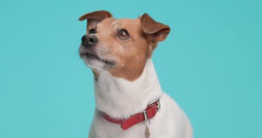 Şirin Jack Russell Terrier köpeğinin dikkati bir şey tarafından dağılıyor ve kırmızı bir tasma takıyor.