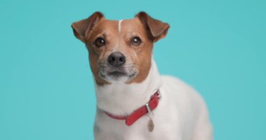 tapılası Jack Russell Terrier köpeği ayakta ve göz kırpıyor, boynunda tasma var.