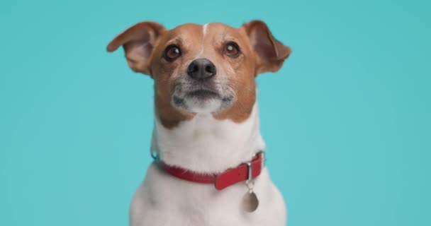 Sweet Jack Russell Terriër Hond Ruiken Iets Vloer Het Dragen — Stockvideo
