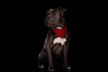 Güzel amstaff köpek yavrusu kırmızı bandana takıyor ve siyah arka planda oturuyor. 