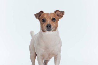 Tatlı Jack Russell Terrier köpeğinin resmi. Gri stüdyo arka planında duran kameraya bakıyor.