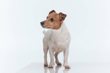 Güzel Jack Russell Terrier köpeğinin resmi. Yan taraftan bir şey dikkatini dağıtıyor. Gri stüdyo arka planına karşı duruyor.
