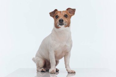 Küçük Jack Russell Terrier 'ın resmi. Lezzetli bir yemek bekliyor. Gri stüdyo arka planında oturuyor.