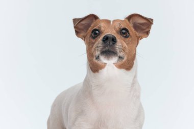 Tatlı Jack Russell Terrier 'ın resmi. Bir şeye bakıyor, gri stüdyo arka planında oturuyor.