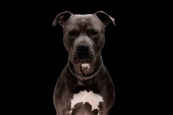 Портрет Красивої Амстафф Собаки Срібному Комірі Сидить Нетерпінням Чекає Чорний — стокове фото
