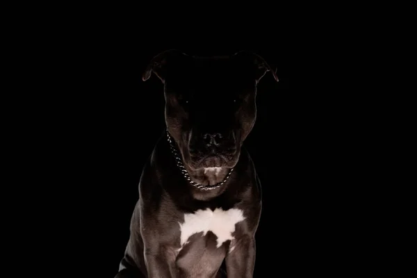 Μυστηριώδες Σκυλί Amstaff Ασημί Γιακά Κάθεται Μαύρο Φόντο — Φωτογραφία Αρχείου