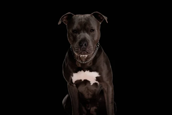 銀の襟を身に着けて黒の背景に座っている間に楽しみにして貴重なスタッフの犬 — ストック写真