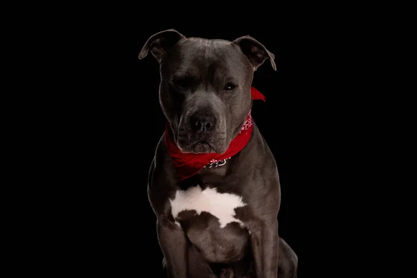 Lindo Amstaff Cachorro Con Rojo Bandana Sentado Mirando Hacia Adelante —  Fotos de Stock