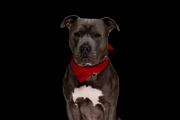 Adorable Amstaff Cachorro Usando Rojo Bandana Mirando Hacia Adelante Mientras —  Fotos de Stock
