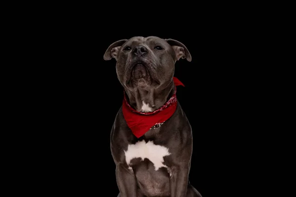 Schöne Amstaff Hund Trägt Rotes Kopftuch Und Schaut Auf Während — Stockfoto
