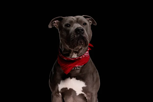 Roztomilý Amstaff Pes Nosí Červený Šátek Dívá Pryč Zatímco Sedí — Stock fotografie