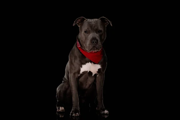 Schöner Amstaff Hund Mit Rotem Kopftuch Der Wegschaut Und Auf — Stockfoto