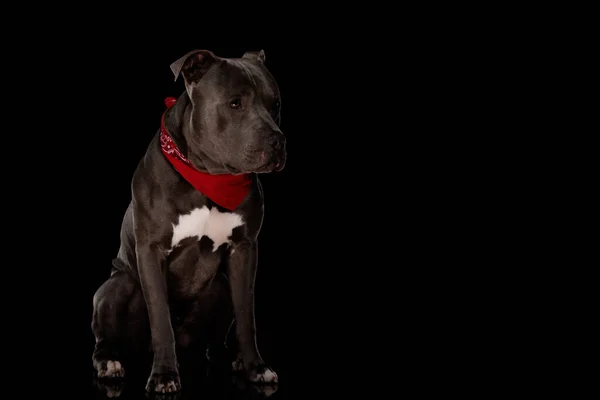 Αξιολάτρευτο Σκυλί Amstaff Κόκκινο Μπαντάνα Κοιτάζοντας Μακριά Ένα Απογοητευμένο Τρόπο — Φωτογραφία Αρχείου