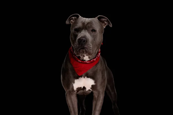 Цікавий Собака Амстафф Червоною Банданою Яка Дивиться Вбік Стоїть Чорному — стокове фото