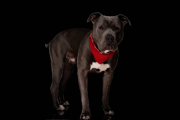 Tatlı Amstaff Köpeği Kırmızı Bandanalı Siyah Arka Planda Dikiliyor Başka — Stok fotoğraf