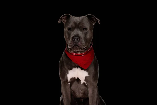 Adorable Amstaff Perro Con Rojo Bandana Mirando Hacia Adelante Sentado —  Fotos de Stock