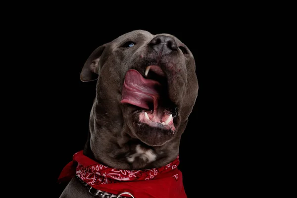 穿着红色手帕和银色领子的滑稽羊毛狗伸出舌头 在黑色背景上舔着嘴 — 图库照片