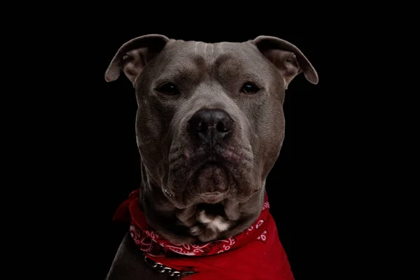 Precioso Amstaff Perro Vistiendo Rojo Bandana Plata Collar Mirando Hacia —  Fotos de Stock