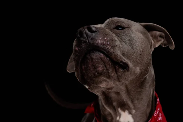 Kırmızı Bandana Takan Siyah Arka Planı Koklayan Sevimli Amstaff Köpeğine — Stok fotoğraf