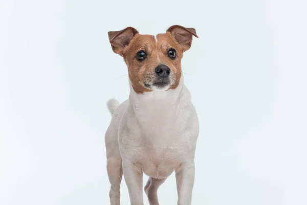 Picture Adorable Jack Russell Terrier Dog Curious See What Ahead — Stock Photo, Image