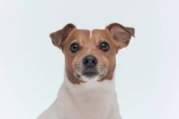 Bild Von Entzückendem Jack Russell Terrier Hund Mit Schönen Braunen — Stockfoto
