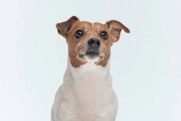 Kép Aranyos Jack Russell Terrier Kutya Néz Félre Gondolkodás Szemben — Stock Fotó