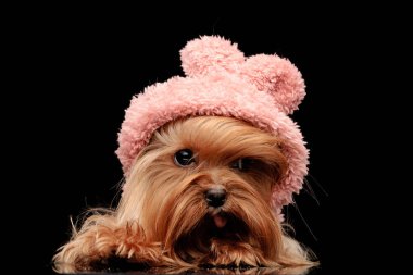 Pembe kapüşonlu sevimli küçük Yorkshire terrier köpeği stüdyoda siyah arka planda uzanırken yukarı bakıyor ve nefes nefese.