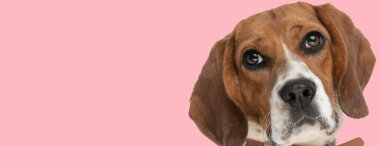 Büyük gözleri olan küçük bir köpek yavrusu stüdyoda pembe arka plana bakıyor.