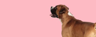 Yandan bakan şirin boksör köpeğinin yandan görünüşü, dillerini çıkarıp stüdyoda pembe arka planda nefes nefese kalmaları.