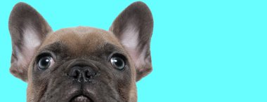 Büyük gözlü, mavi arka planda meraklı, sevimli Fransız bulldog.