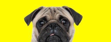 Kocaman gözleri ve dili olan küçük bir köpek yavrusu. Sarı arka planda ileriye bakıyor.
