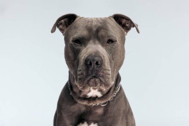 Güzel Amerikan Staffordshire Terrier köpeğinin resmi. Biraz sıkılmış hissediyor. Gri stüdyo arka planına karşı boynunda tasmayla oturuyor.