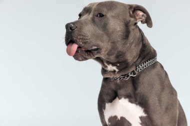 Tatlı Amerikan Staffordshire Terrier köpeğinin resmi. Dilini dışarı çıkarıyor, oturuyor ve tasmasını takıyor gri stüdyo arka planına karşı.