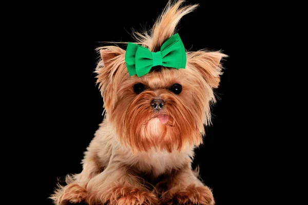 漂亮的约基小狗 绿色圆球 舌头伸出 坐在黑色背景的前面 — 图库照片