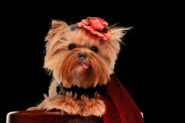 sweet little yorkie dog with flower on head wearing scarf and sticking out tongue while layinf down in front of black background